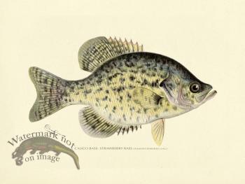 Bass_Calico or Strawberry